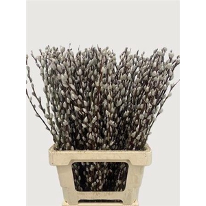 SALIX WILGENKATJES