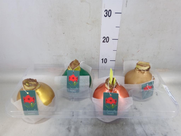 <h4>Hippeastrum   ...waxed H%</h4>