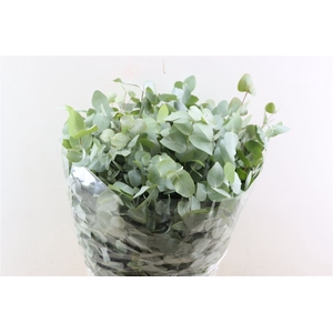 Euca Cinerea 300gr P Bunch