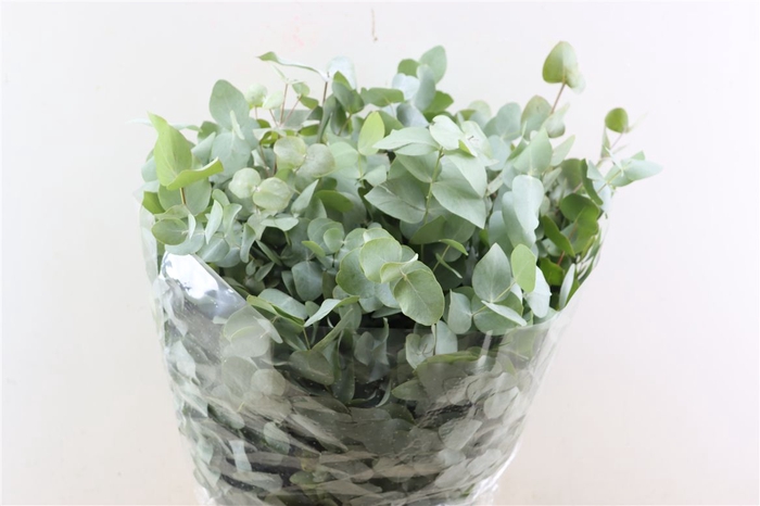 <h4>Euca Cinerea 300gr P Bunch</h4>