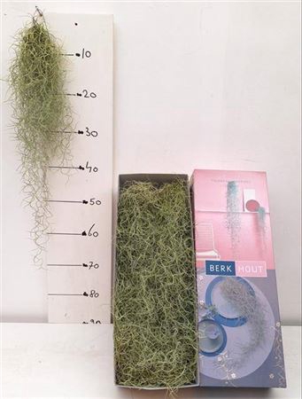 <h4>Till Usneoides 50cm</h4>