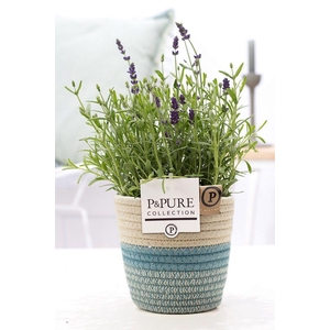 Lavandula Hidcote in P&PURE Fashionpot Valerie