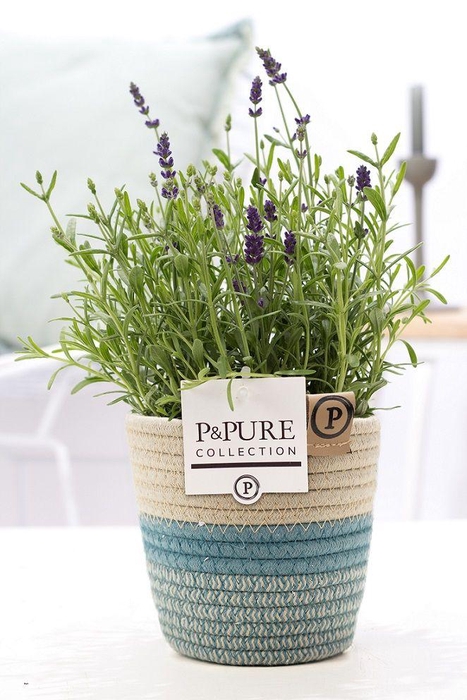 <h4>Lavandula Hidcote in P&PURE Fashionpot Valerie</h4>