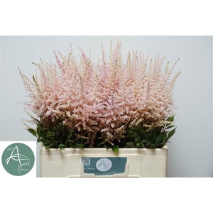 ASTILBE ARENDSII 'ERIKA'