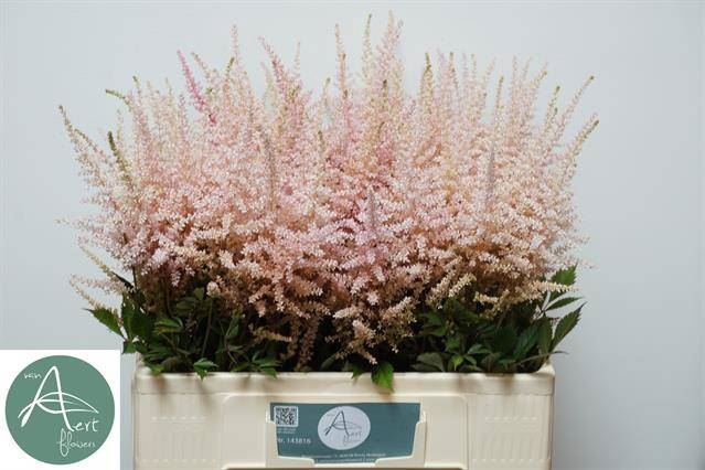 <h4>ASTILBE ARENDSII 'ERIKA'</h4>
