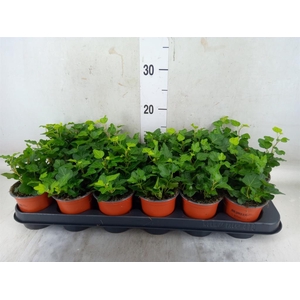 Hedera helix 'Wonder'