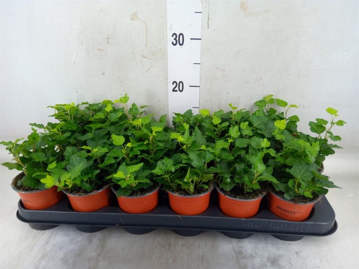 <h4>Hedera helix 'Wonder'</h4>