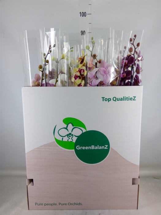 <h4>Phalaenopsis   ...mix</h4>