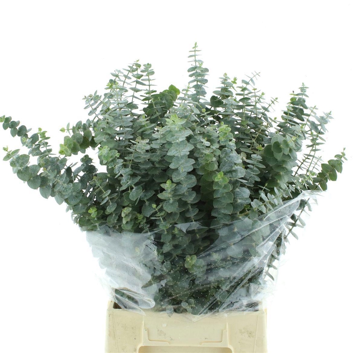 <h4>EUC BABY BLUE P BS</h4>