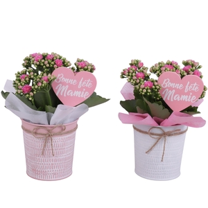 Grandmothers Day Arr. Indoor Zinc Pot Round Pink/White Ø10cm 1PP