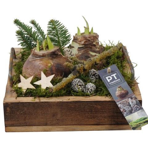 <h4>Opm Pt PTACH5880 Hipp X-mas Hout Bak</h4>