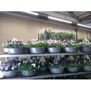 Viola corn.   ...mix