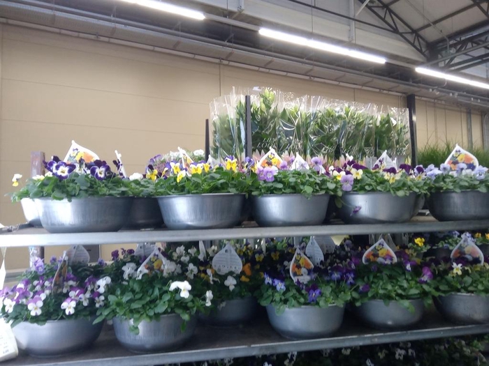 <h4>Viola corn.   ...mix</h4>