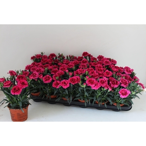 DIAN OSC PURPLE WING