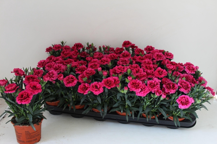 <h4>DIAN OSC PURPLE WING</h4>