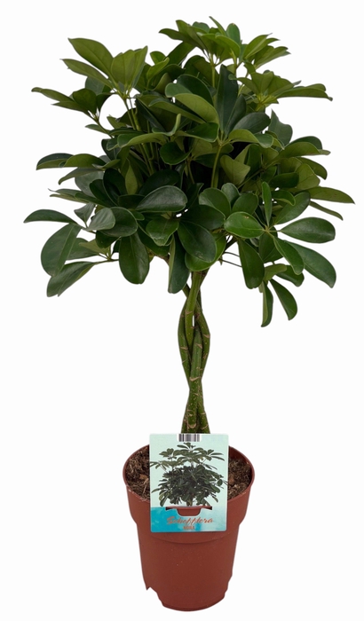 <h4>Schefflera Compacta gevlochten stam (Peat Free / Veenvrij)</h4>