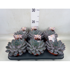 Echeveria   ...