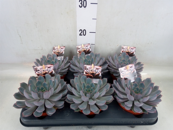 <h4>Echeveria   ...</h4>