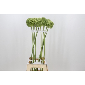 Allium Green Craze