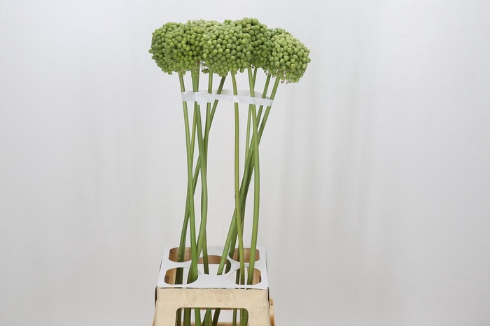 <h4>Allium Green Craze</h4>