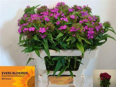 <h4>Di Barb B Purper</h4>