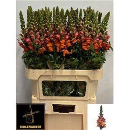 <h4>Antir Avignon D Orange</h4>
