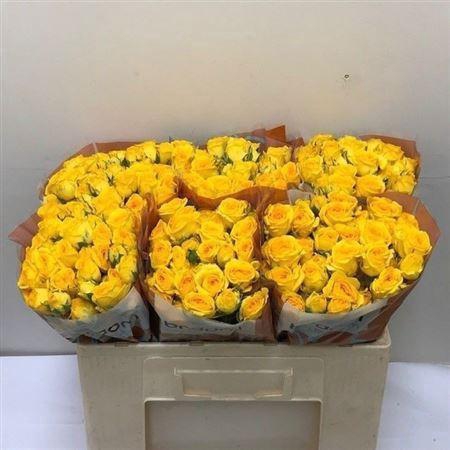 <h4>Rosa TR 'Ramona' BRAAM</h4>