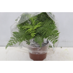 ASPLENIUM PARVATI P17