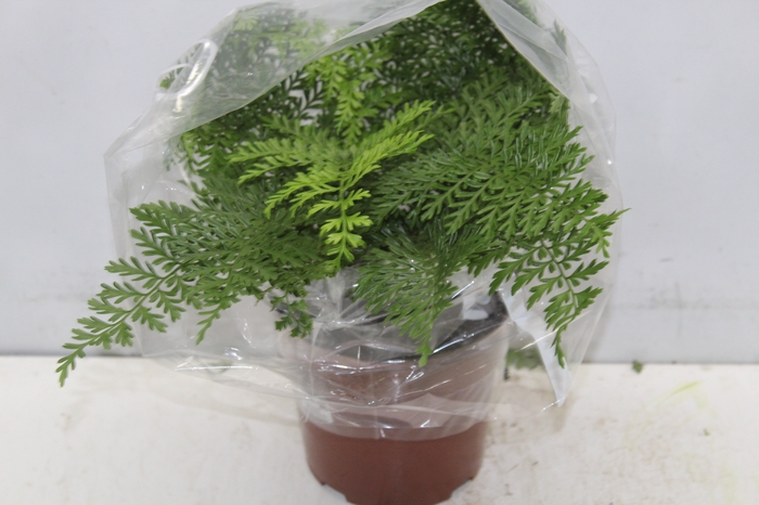 <h4>ASPLENIUM PARVATI P17</h4>