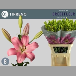 LI LA TIRRENO