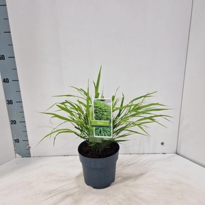Hakonechloa macra