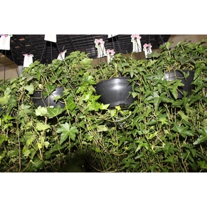 HEDERA VERDE C21 MIN 100 CM PENDENTE