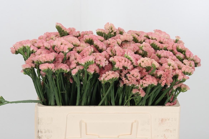 <h4>Lim S Peach Wings</h4>