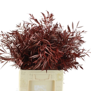 Euca Klb Nicolii Red
