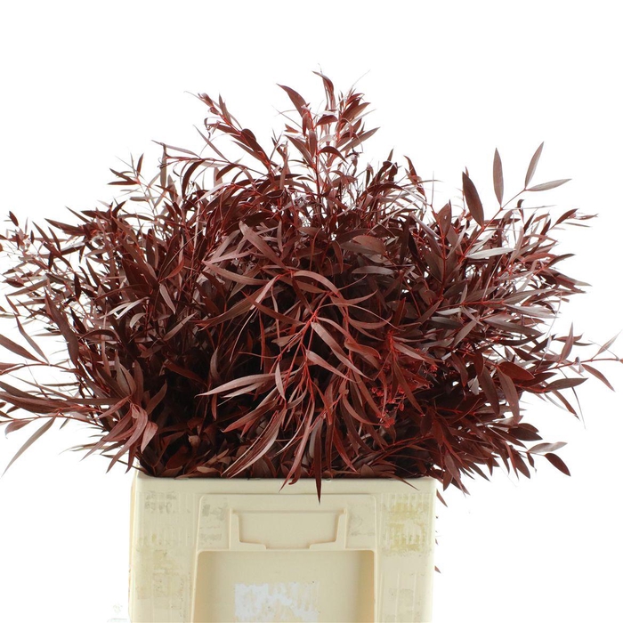 <h4>Euca Klb Nicolii Red</h4>