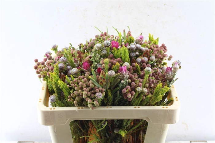 <h4>Kaaps Groen Gemengd In Bos</h4>