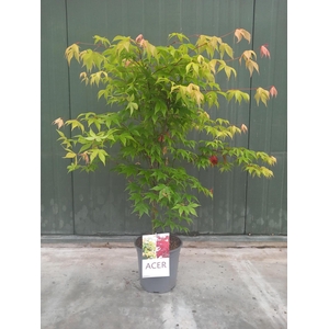 Acer palmatum Osakazuki