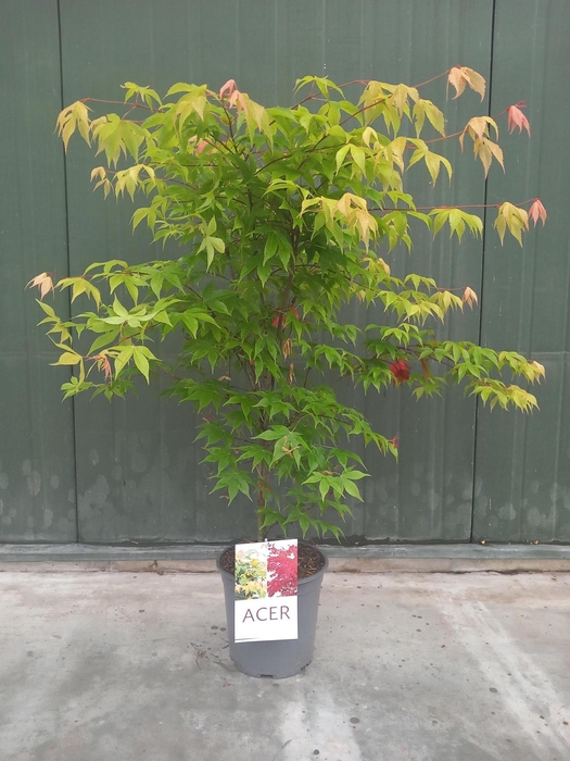 <h4>Acer palmatum Osakazuki</h4>
