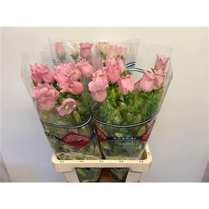 Campanula Champion Pink
