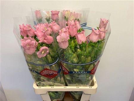 <h4>Campanula Champion Pink</h4>