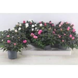 RHODO OV