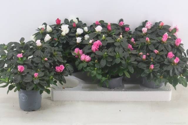 <h4>RHODO OV</h4>