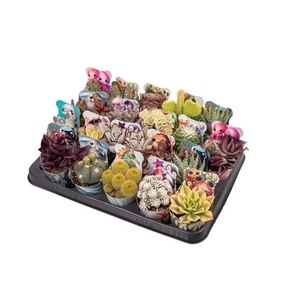 CACTUS + SUCCU GEM
