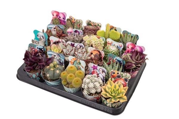 <h4>CACTUS + SUCCU GEM</h4>