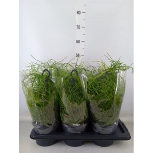 Rhipsalis baccifera 'Oasis'