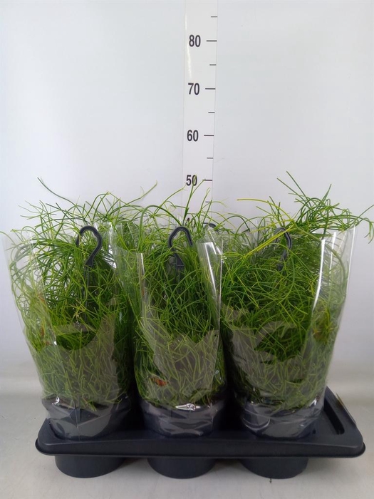 <h4>Rhipsalis baccifera 'Oasis'</h4>