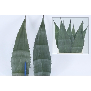 Agave americane bleu