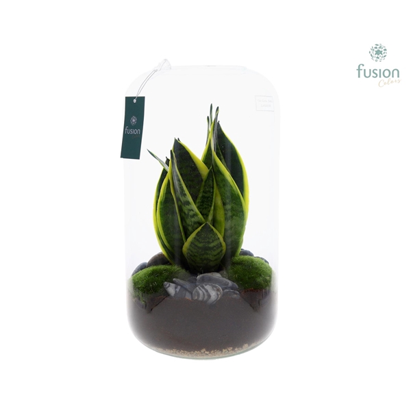 <h4>Green Bottle Isabella XX-Large met Sansevieria</h4>