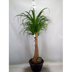 Beaucarnea recurvata