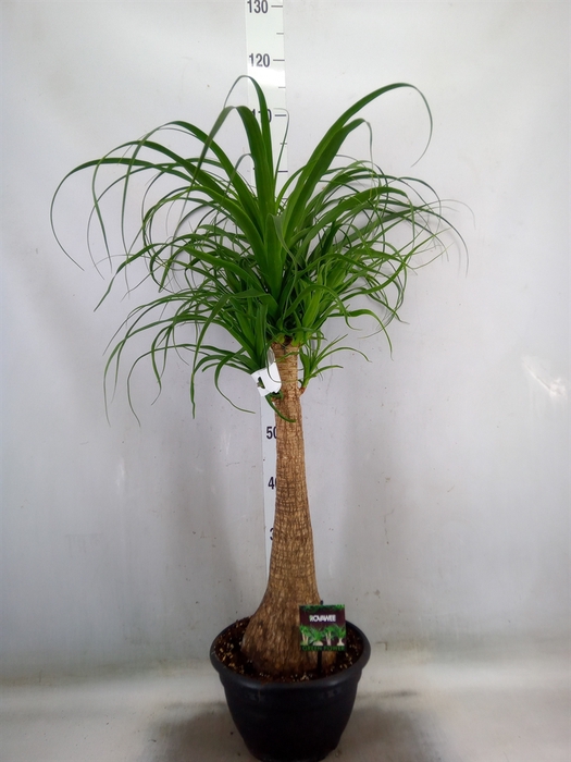 <h4>Beaucarnea recurvata</h4>